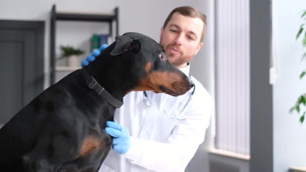 Een Dierenarts Onderzoekt Een Prachtige Doberman Hond Hond Zit Tafel — Stockvideo