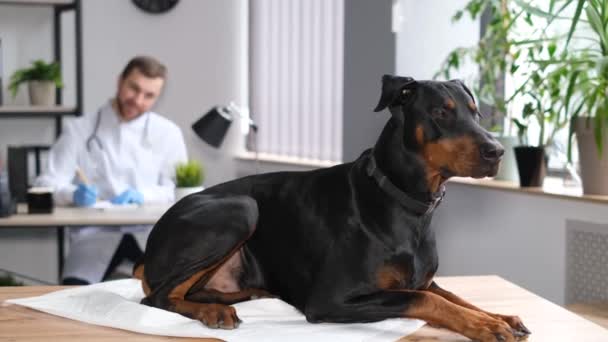 Vacker Doberman Hund Ligger Ett Bord Modern Europeisk Veterinärklinik Veterinär — Stockvideo