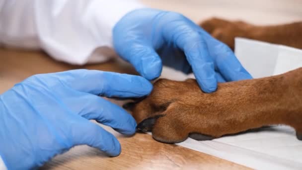 在特写镜头下 兽医检查狗的指甲 在兽医诊所治疗狗的概念 4K视频 — 图库视频影像
