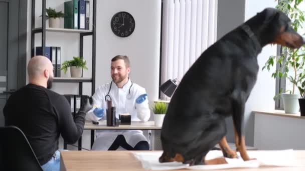 Veterinarian Consults Treatment Dog Beautiful Doberman Breed Dog Lies Table — Stock Video