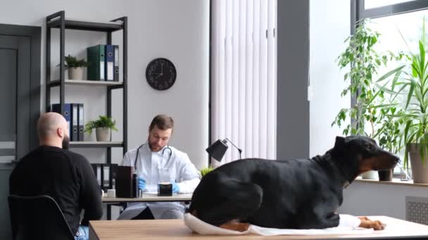 Hasta Bir Doberman Köpeği Veteriner Randevusunda Doktor Hayvanın Tedavisi Hakkında — Stok video