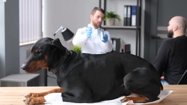 Chory Pies Doberman Stole Weterynaryjnym Lekarz Doradza Leczeniu Zwierzęcia Koncepcja — Wideo stockowe