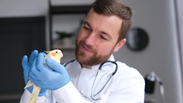 Veterinář Zkoumá Exotického Papouška Léčba Australských Ptáků Video — Stock video