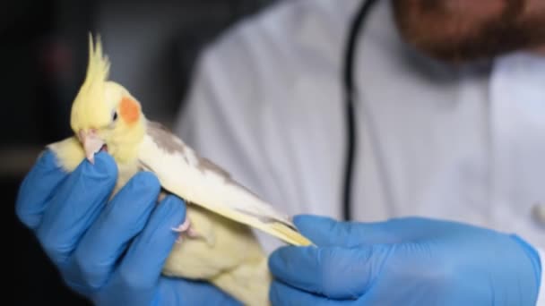 Yakın Plan Avustralyalı Sarı Bir Papağanın Veteriner Kliniğinde Tıbbi Muayenesi — Stok video