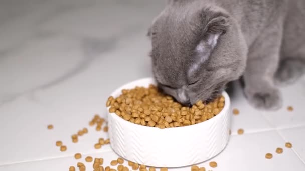 可爱的绒毛猫在她的碗里吃东西 整整一碗干猫粮 小猫咪享受美食的白色背景图像 — 图库视频影像