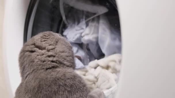 고양이 마리가 세탁기에 세탁물을 가지고 고양이는 세탁기를 봅니다 뒷모습 — 비디오