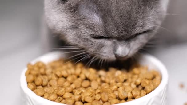고양이는 바닥에 접시에서 음식을 먹는다 — 비디오