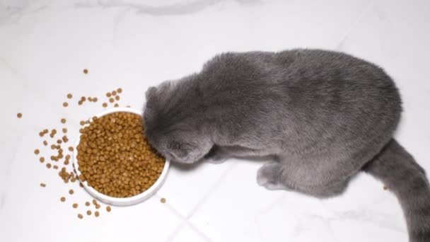 Szary Kot Zjada Suche Jedzenie Talerza Siedząc Podłodze Widok Góry — Wideo stockowe