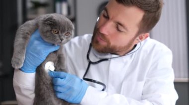 Veteriner kliniğinde İskoç kedi yavrusu. Veteriner yavru kediyi kucağına alıp muayene ediyor. Veteriner Kliniği