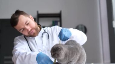 Bir veteriner kliniğinde İskoç Katlaması. Veteriner kedinin büyümesini inceler ve ölçer. Veteriner Kliniği