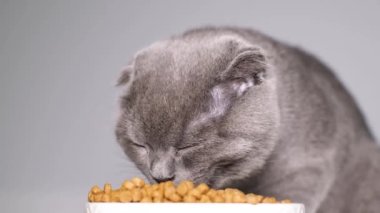  İngiliz tekir kedinin beyaz seramik tabaktaki kuru yiyecekleri hevesle yerken yakın plan görüntüsü. Aç kedi..