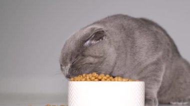 Gri İskoç bir kedi yavrusu seramik beyaz bir kaseden kuru yiyecekler yer. Kediler için vitamin yiyeceği. Aç kedi..