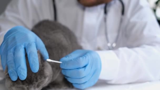 獣医は猫の耳を検査し 子猫の完全な身体検査である綿棒でそれらをきれいにします 4Kビデオ — ストック動画