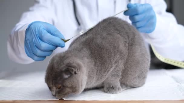 スコットランド獣医の診療所に折り畳む 獣医師は猫の成長を調べ 測定します 獣医診療所 — ストック動画