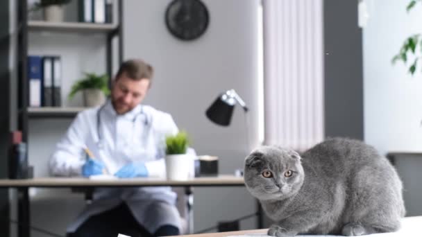 Sentado Mesa Veterinario Prescribe Tratamiento Para Gato Gatito Pliegue Escocés — Vídeos de Stock