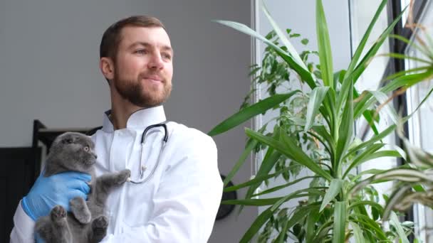 Привлекательный Европейский Ветеринар Одетый Белую Медицинскую Одежду Серой Шотландской Кошкой — стоковое видео