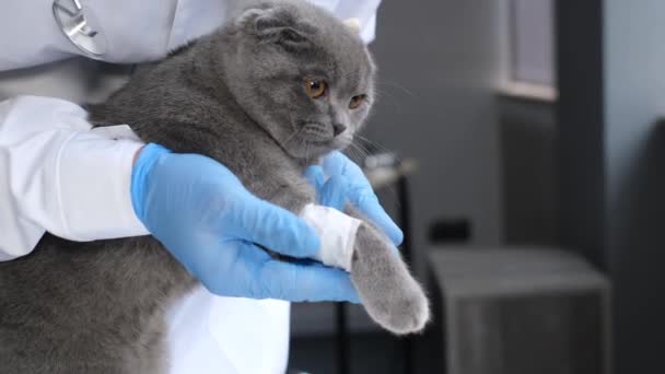 Ein Tierarzt Behandelt Ein Graues Kätzchen Hat Seine Pfote Bandagiert — Stockvideo