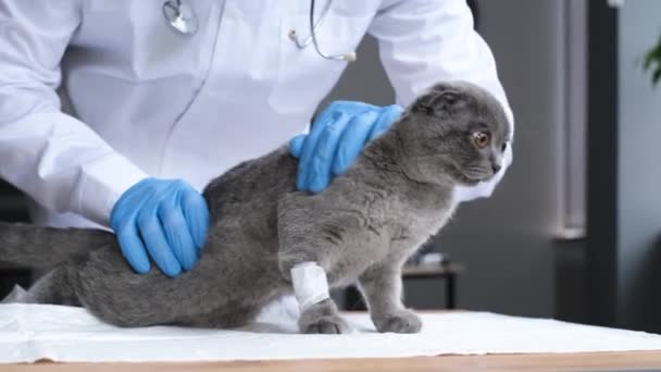 一只爪子上有导管的幼猫从兽医那里跑掉了 猫爪子用白色石膏包裹着 淘气的猫视频4K — 图库视频影像
