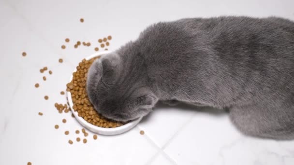 Głodny Kotek Jadł Pyszne Jedzenie Widok Góry Pet Daje Obiad — Wideo stockowe