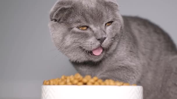 회색의 아름다운 스코틀랜드 식탁보 고양이가건 음식을 먹는다 새끼들에게 영양을 비디오 — 비디오