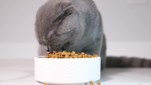 Een Grijze Schotse Tabby Kitten Eet Droog Voedsel Volledige Voeding — Stockvideo