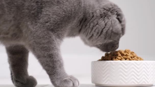 Szary Szkocki Kotek Jadł Suche Jedzenie Pełne Odżywianie Dla Kociąt — Wideo stockowe