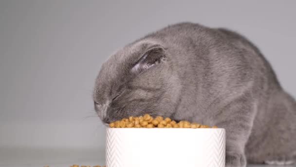 Een Grijs Schots Katje Eet Droog Voedsel Uit Een Keramisch — Stockvideo
