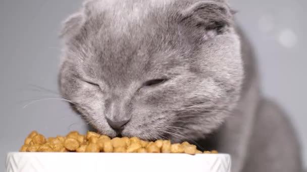 Szary Szkocki Kotek Jada Suche Jedzenie Ceramicznej Białej Miski Witaminy — Wideo stockowe