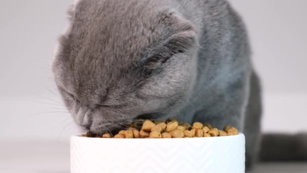 一只灰色苏格兰小猫吃着干猫粮的特写镜头 为小猫做干粮的广告 一只漂亮的苏格兰猫 — 图库视频影像