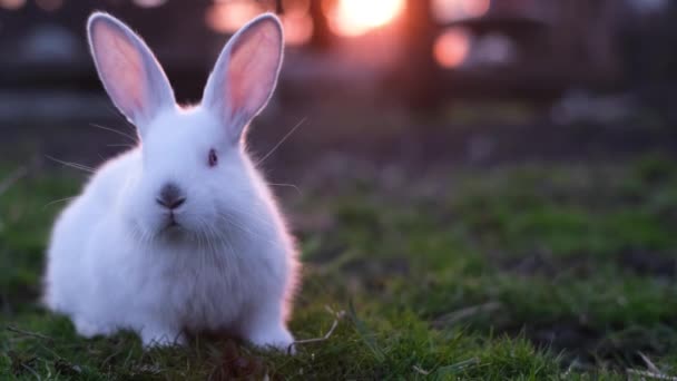 One White Fluffy Rabbit Sits Grass Looks Camera Pets Life — Stock Video