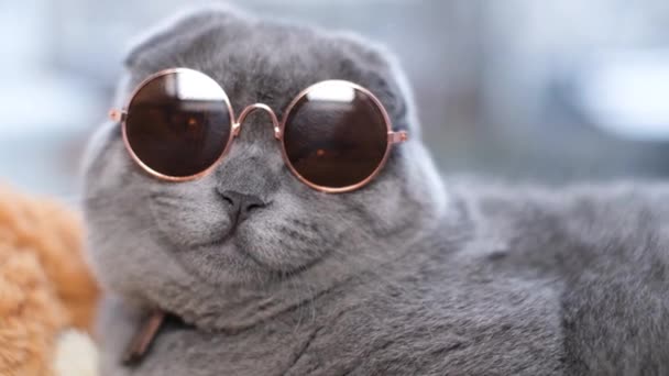 Belo Gato Óculos Sol Está Olhando Para Câmera Gato Fresco — Vídeo de Stock