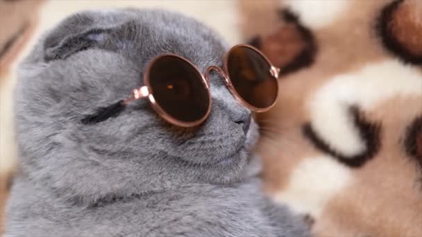 Primo Piano Gatto Grigio Con Gli Occhiali Sole Gatto Scozzese — Video Stock