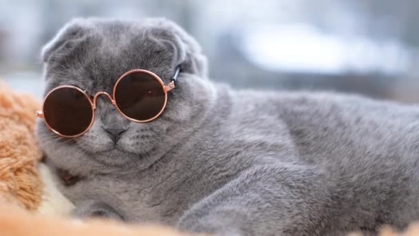 Porträtt Skotsk Stenografigrå Katt Solglasögon Som Vilar Fönsterbrädan Cool Katt — Stockvideo