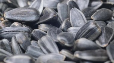 Harekete geçmiş ayçiçeği tohumlarına yakın çekim. Seçici odaklanma. Ayçiçeği tohumlarının makro fotoğrafları. Ayçiçeği yağı üretimi. 4k video.