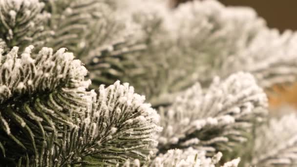 雪に覆われたクリスマスツリーの枝 美しい冬のクローズアップショット 4Kビデオ — ストック動画
