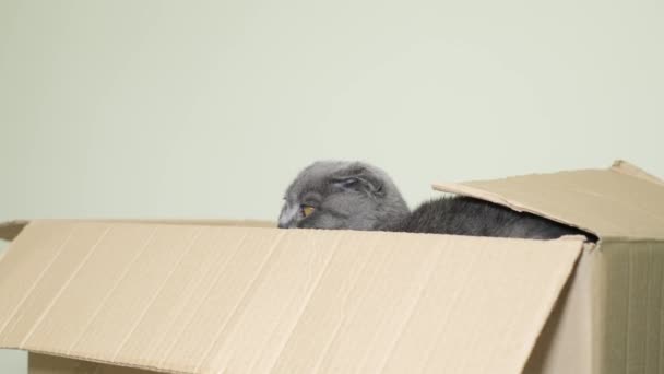 美しいスコティッシュ フォルドの猫が大きな紙の箱に座っている 猫は家で遊んでいる 4Kビデオ — ストック動画