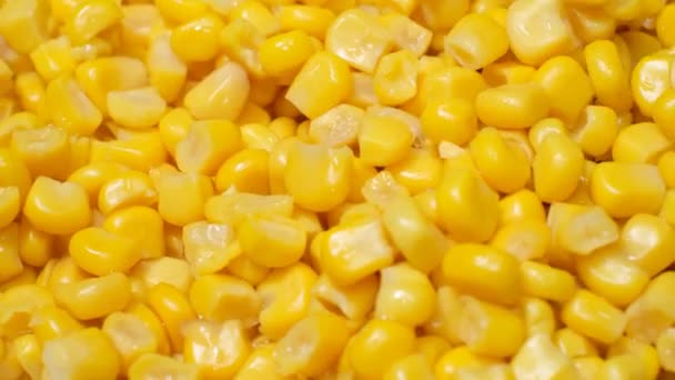 スローモーションで落下する新鮮な熟したトウモロコシのカーネルのクローズアップ 健康的な生鮮食品の概念 4Kビデオ — ストック動画
