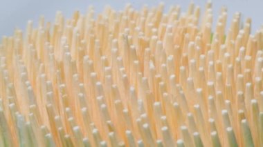 Siyah arka plandaki bambu kürdanları kapatın. Tahta kürdandan yapılmış video arkaplanı