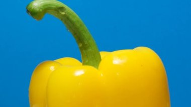 Sarı dolmalık biberin makro görüntüsü mavi arka planda yavaşça dönüyor. Taze sarı biber. Reklam için yer