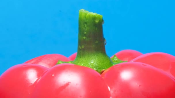 Macro Shot Red Bell Pepper Rotating Blue Background Fresh Red — Stock Video