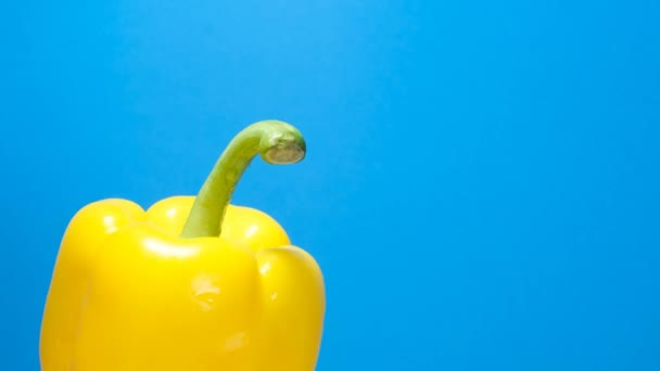Yellow Bell Pepper Blue Background Slowly Rotating Fresh Yellow Pepper — Stock Video