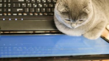 Gri bir kedi dizüstü bilgisayar monitörünün arkasında oturuyor. Akıllı bir İskoç kedisi bilgisayara bakar. 4k video