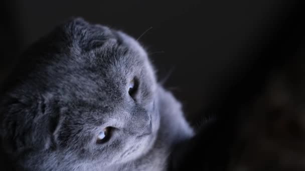 Piękny Szkocki Kot Siedzi Przy Laptopie Uważnie Się Niego Patrzy — Wideo stockowe