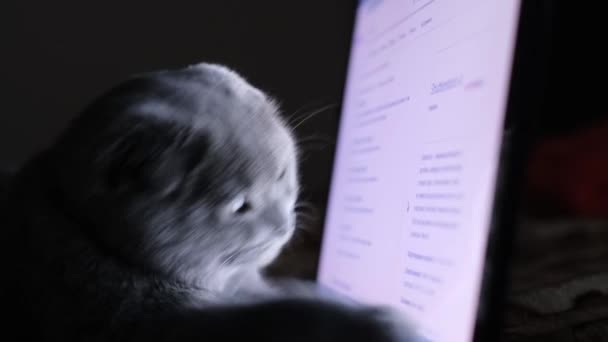 Piękny Szkocki Kot Siedzi Przy Laptopie Uważnie Się Niego Patrzy — Wideo stockowe