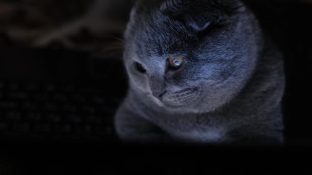 Vacker Grå Katt Sitter Vid Laptop Kvällen Smart Kattunge Tittar — Stockvideo