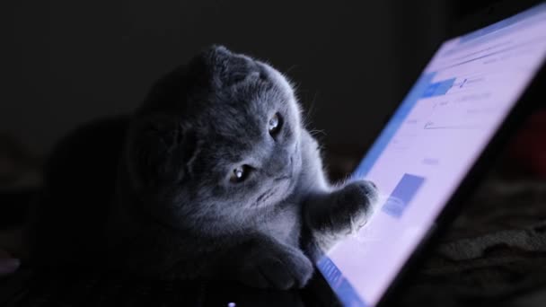 Belo Gato Cinza Está Sentado Laptop Noite Gatinho Inteligente Olha — Vídeo de Stock