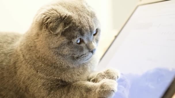 Szary Kot Siedzi Monitorem Laptopa Mądry Szkocki Kociak Patrzy Komputer — Wideo stockowe