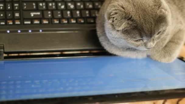ノートパソコンの近くのベッドの上に灰色のスコティッシュ タビー猫が休んでいる スコットランド語を話す品種 4Kビデオ — ストック動画