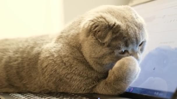 Szary Szkocki Kot Leży Łóżku Pobliżu Laptopa Szkocka Rasa Mówiąca — Wideo stockowe