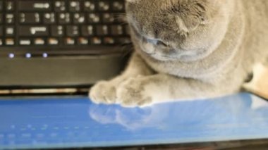 Küçük gri kedi dizüstü bilgisayarda oturur ve ona bakar. Bilgi ara. Modern teknolojiler. Yukarıdan görünüm.